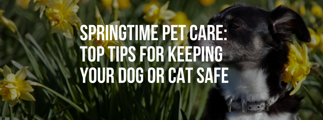 Springtime Pet Care: Top Tips for Keeping Your Dog or Cat Safe and Healthy