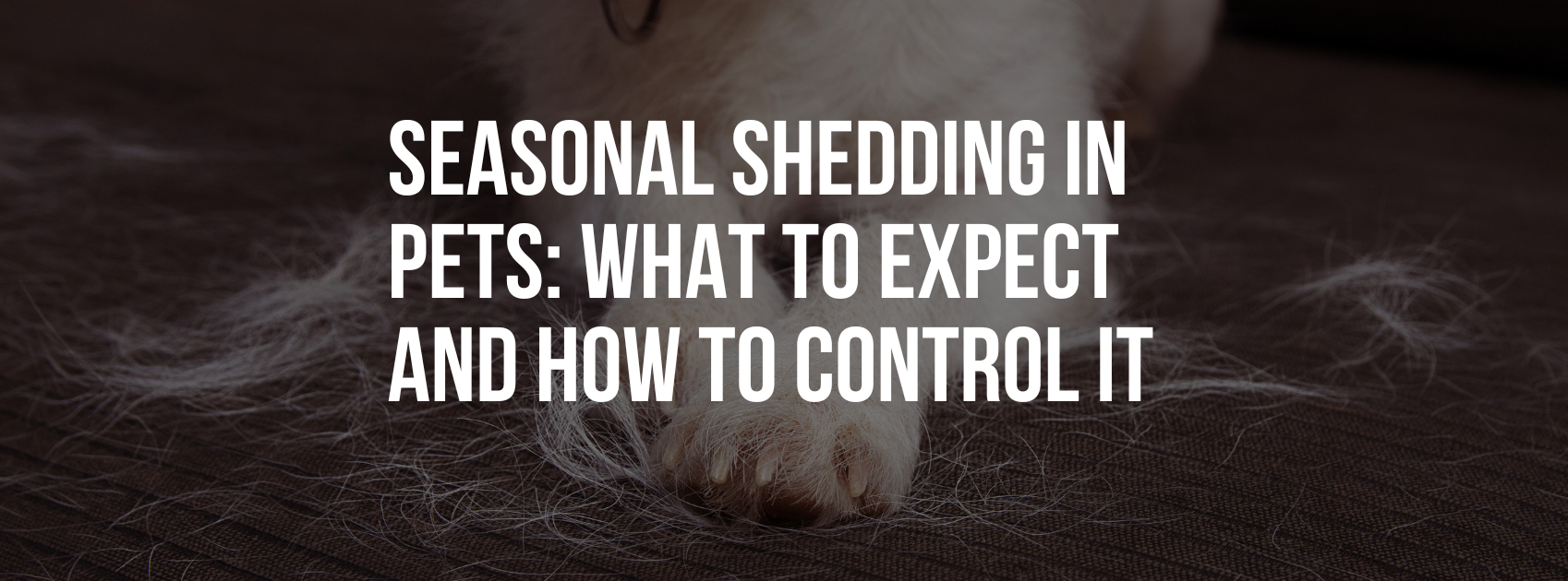 Seasonal Shedding in Pets: What to Expect and How to Control It