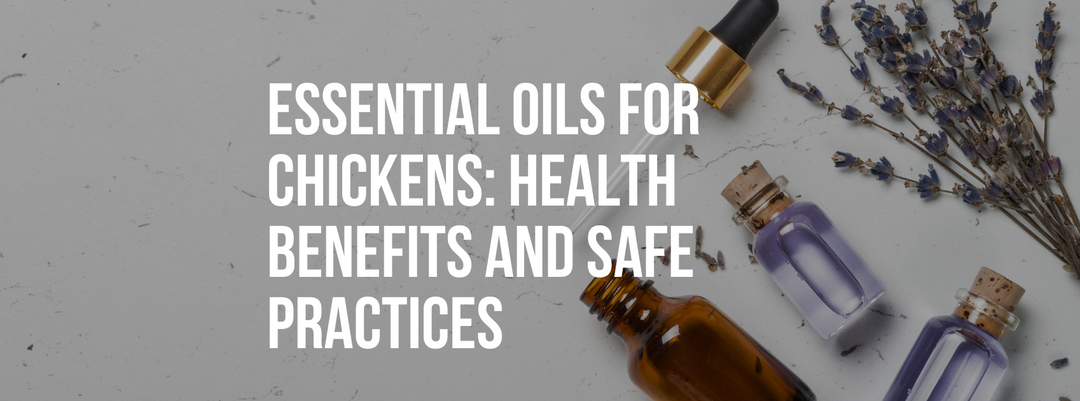 Essential Oils for Chickens: Health Benefits and Safe Practices