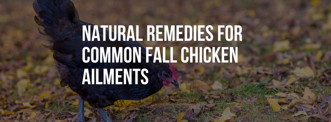 Natural Remedies for Common Fall Chicken Ailments: Herbs and Homeopathic Solutions