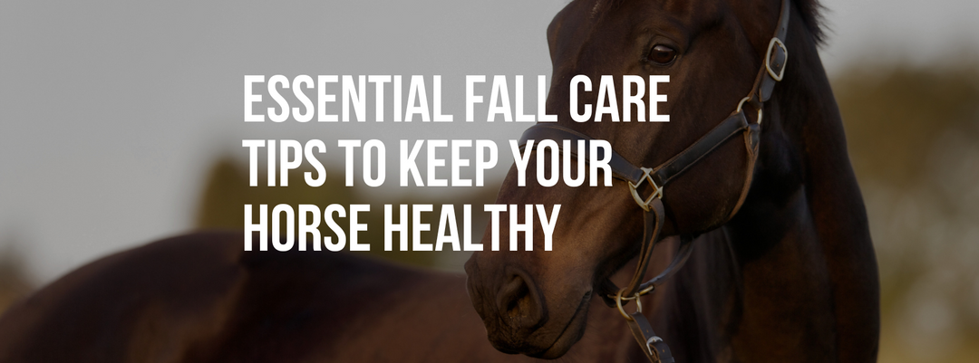 Essential Fall Care Tips to Keep Your Horse Healthy and Comfortable
