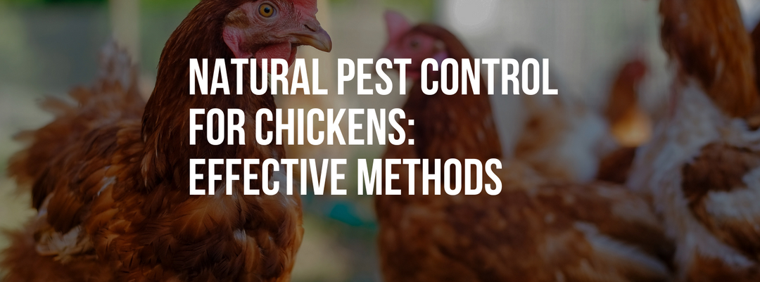Natural Pest Control for Chickens: Effective Methods to Fight Mites and Lice