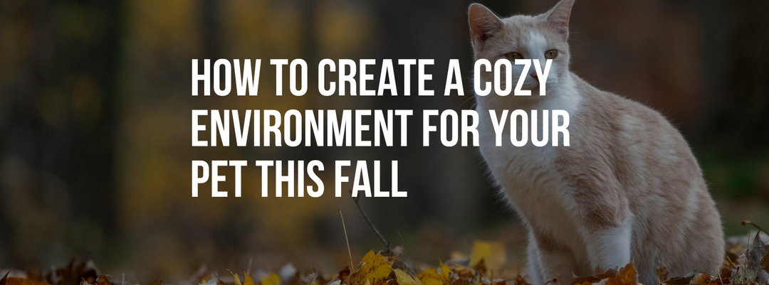 How to Create a Cozy Environment for Your Pet This Fall
