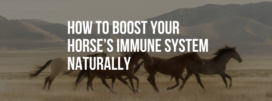How to Boost Your Horse’s Immune System Naturally