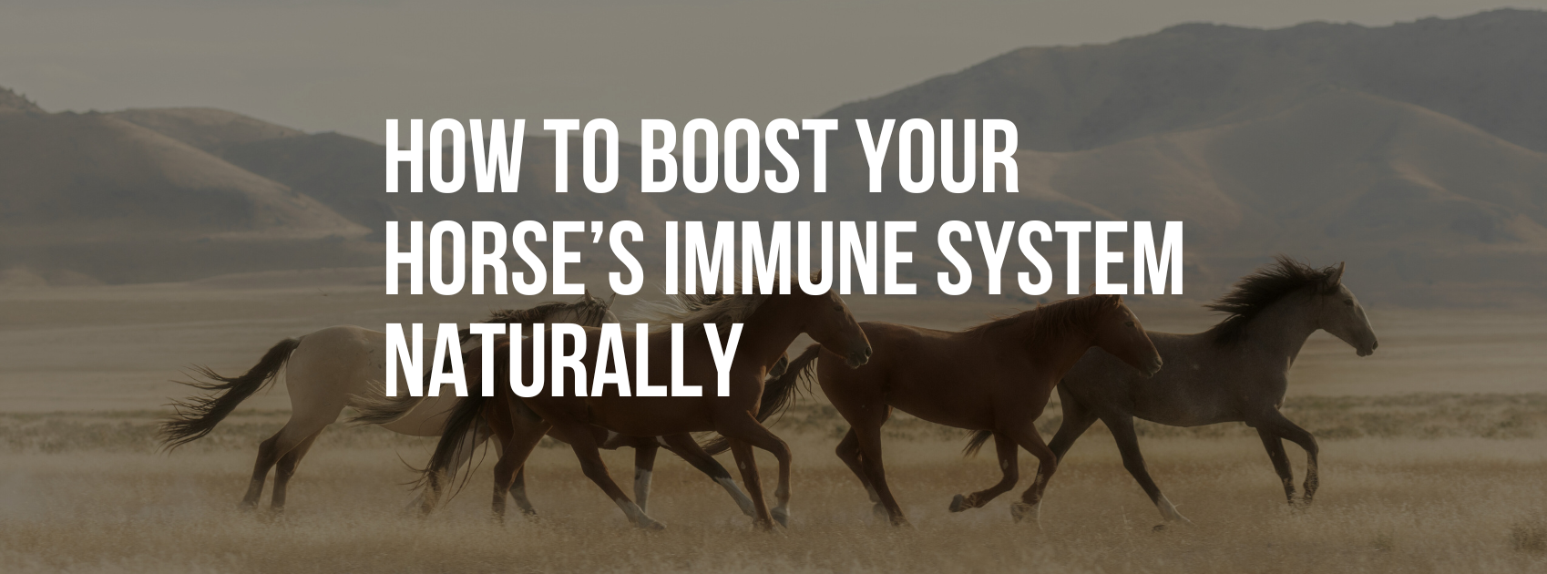 How to Boost Your Horse’s Immune System Naturally