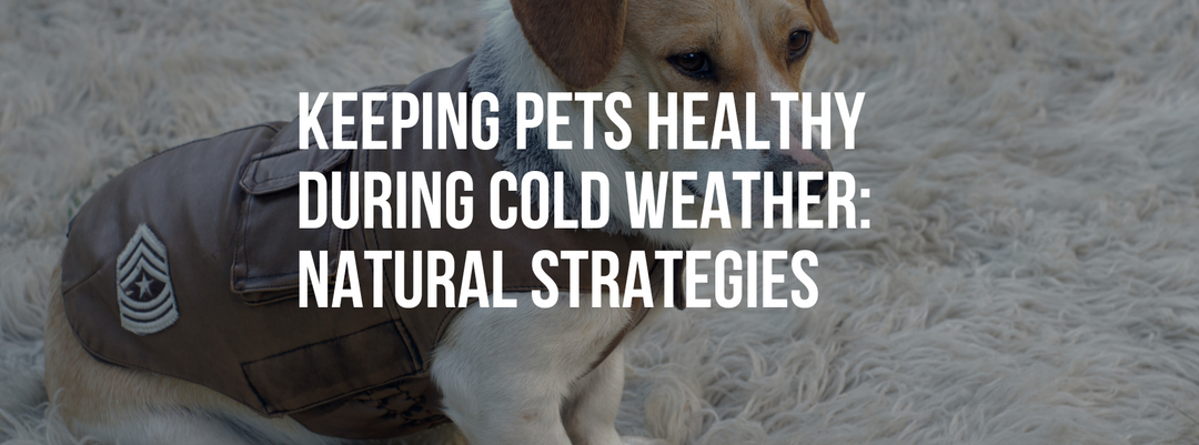 Keeping Pets Healthy During Cold Weather: Natural Strategies