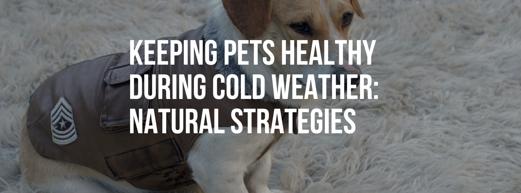 Keeping Pets Healthy During Cold Weather: Natural Strategies