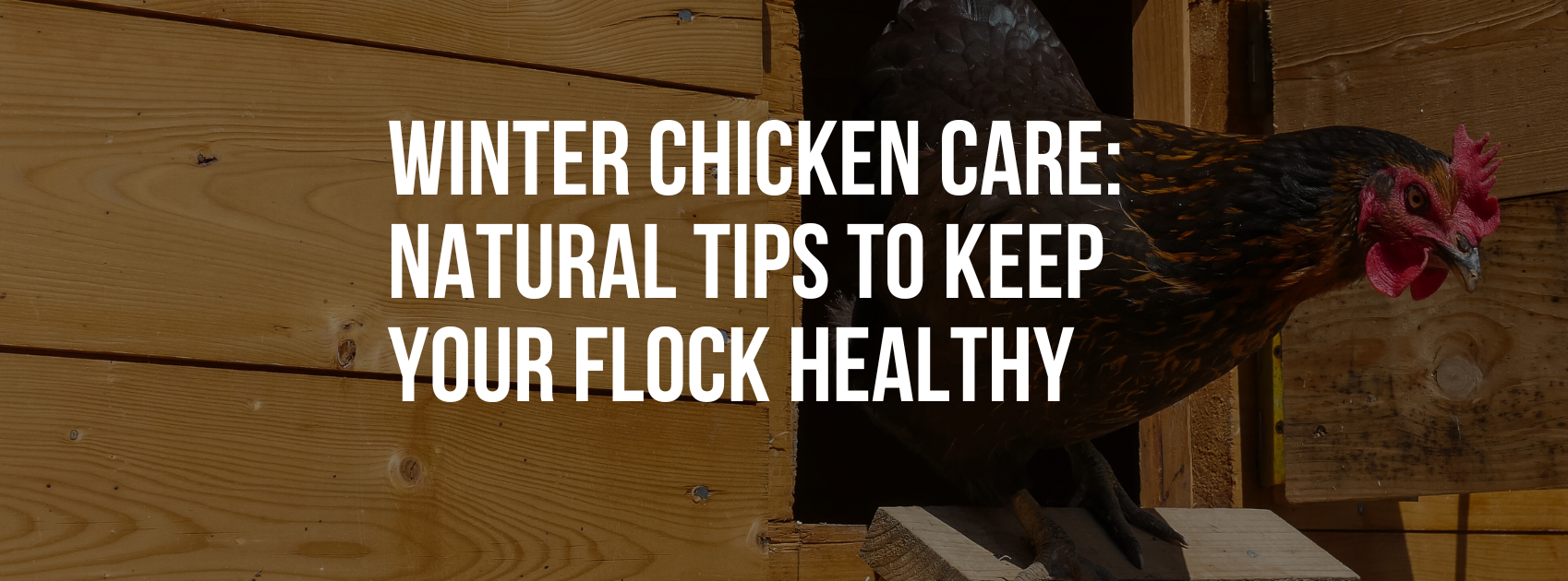 Flock Tips Winter Chicken Care: Natural Tips to Keep Your Flock Healthy – Healthy ...