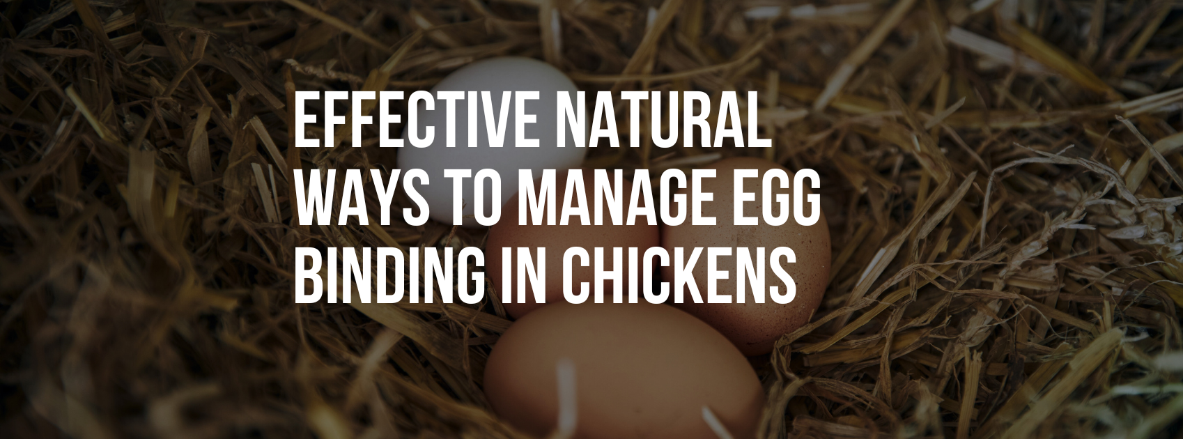 Effective Natural Ways to Manage Egg Binding in Chickens