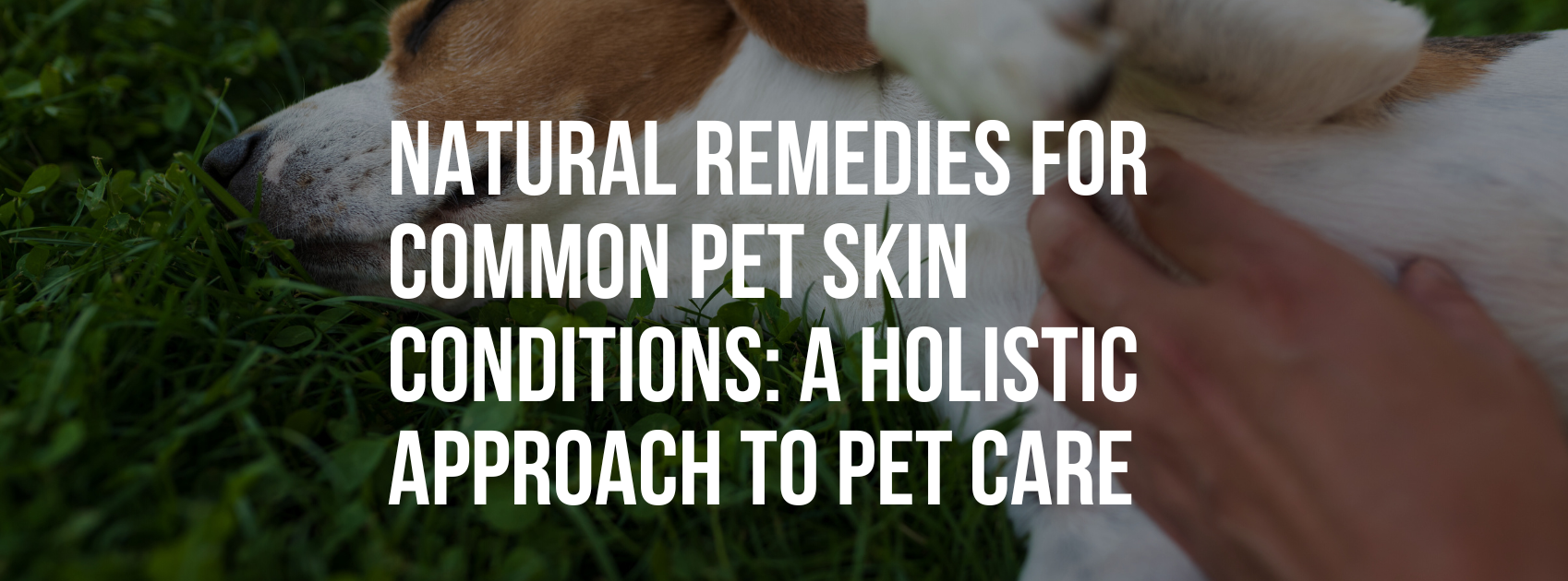 Natural Remedies for Common Pet Skin Conditions: A Holistic Approach to Pet Care