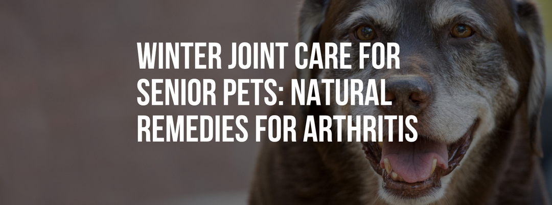 Winter Joint Care for Senior Pets: Effective Natural Remedies for Arthritis