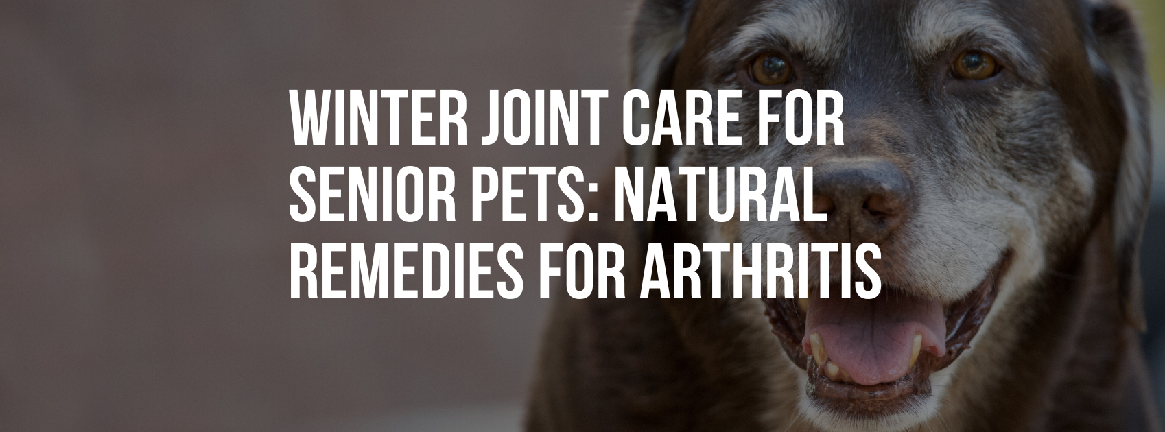Winter Joint Care for Senior Pets: Effective Natural Remedies for Arthritis