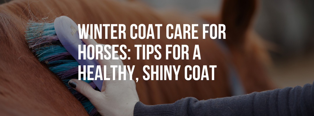 Winter Coat Care for Horses: Tips for a Healthy, Shiny Coat