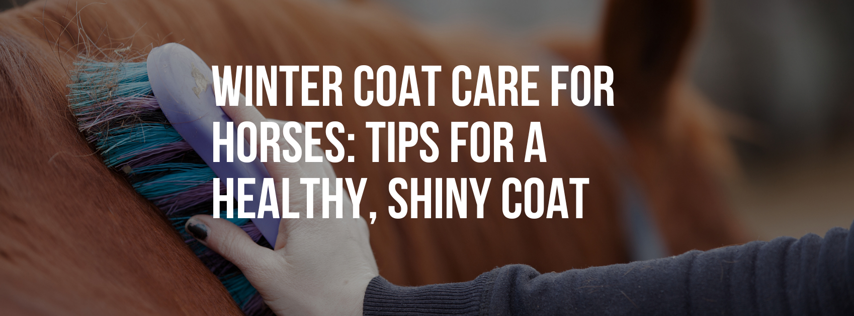 Winter Coat Care for Horses: Tips for a Healthy, Shiny Coat