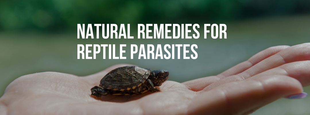 Natural Remedies for Preventing and Treating Reptile Parasites Safely