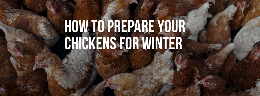 How to Prepare Your Chickens for Winter: Essential Tips for a Healthy Flock