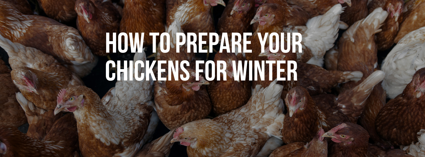 How to Prepare Your Chickens for Winter: Essential Tips for a Healthy Flock
