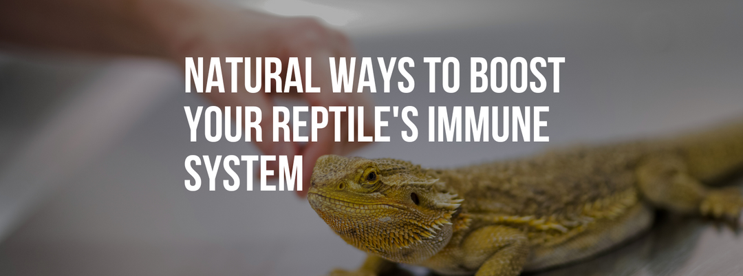 Natural Ways to Boost Your Reptile's Immune System