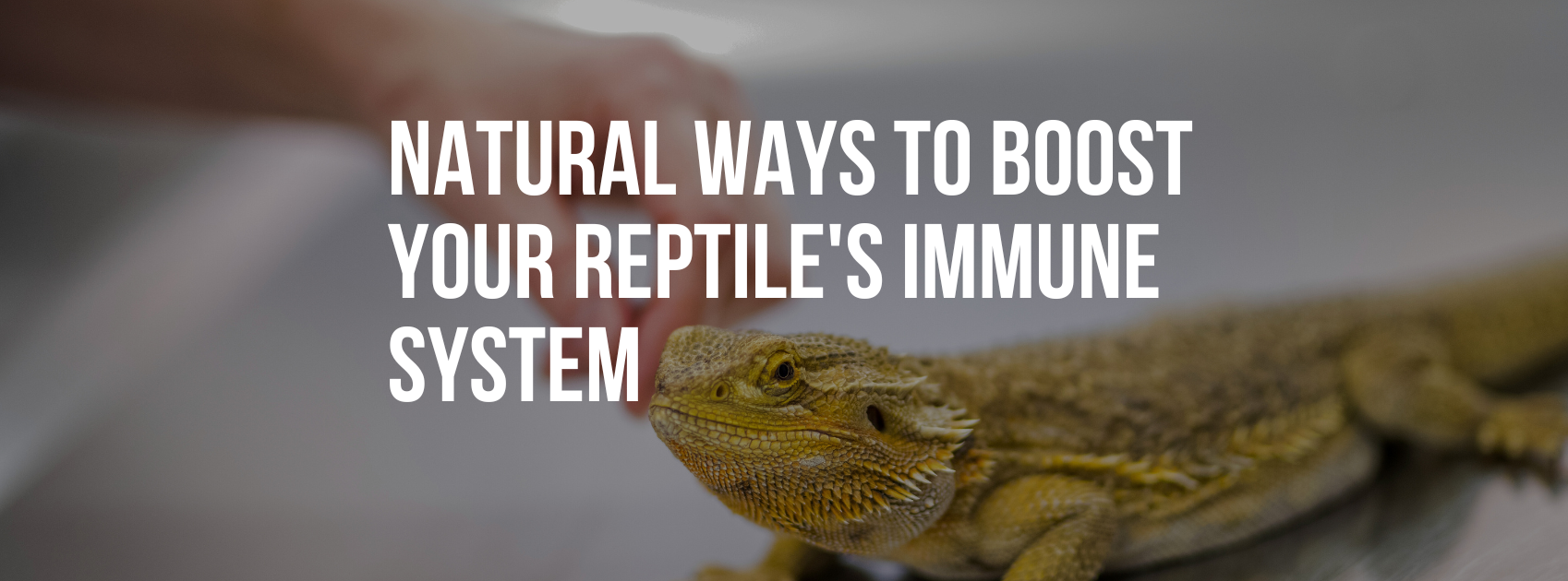 Natural Ways to Boost Your Reptile's Immune System