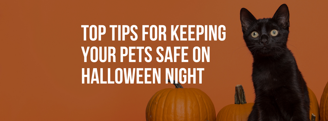 Top Tips for Keeping Your Pets Safe on Halloween Night