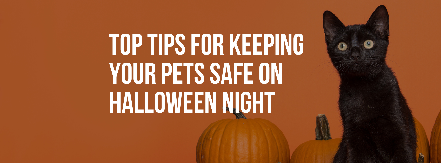 Top Tips for Keeping Your Pets Safe on Halloween Night