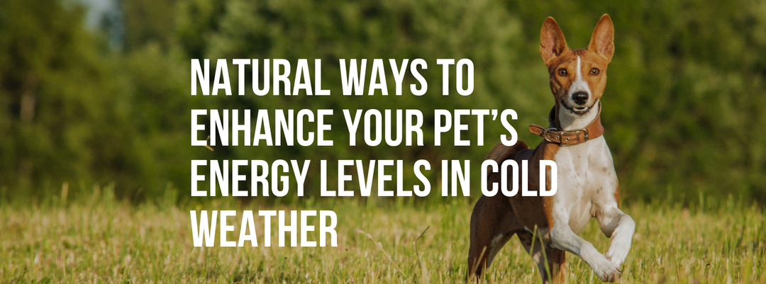 Natural Ways to Enhance Your Pet’s Energy Levels in Cold Weather