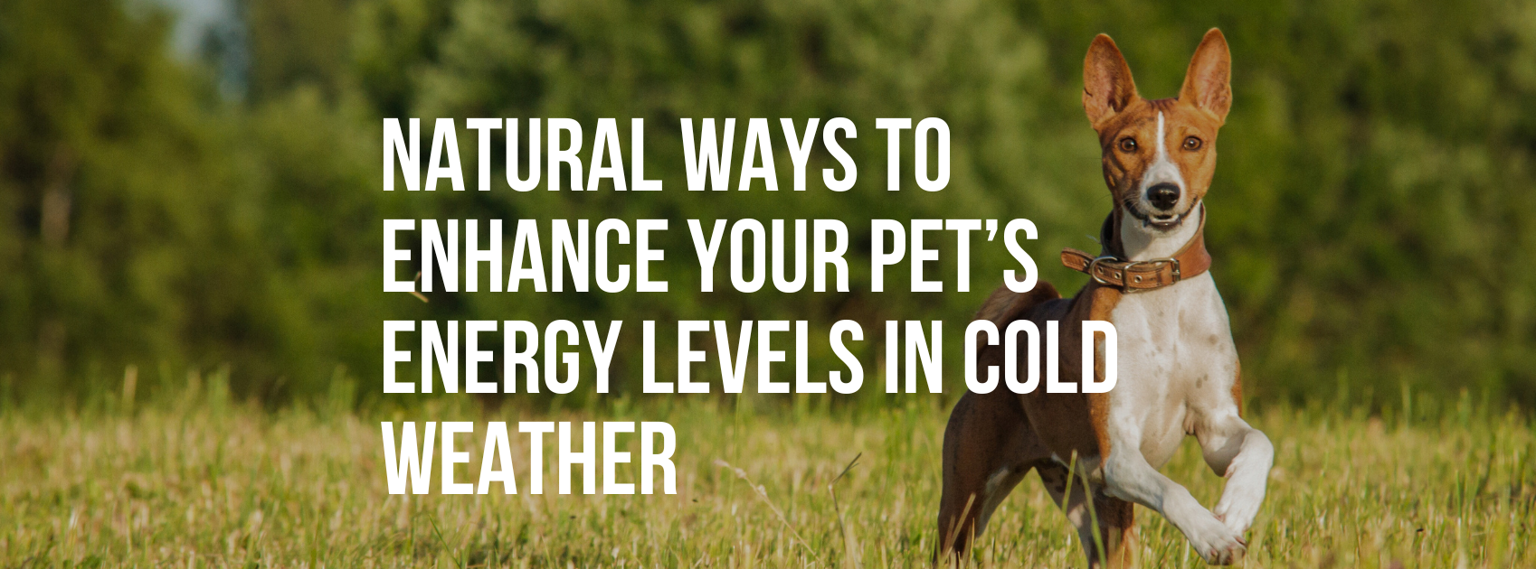 Natural Ways to Enhance Your Pet’s Energy Levels in Cold Weather