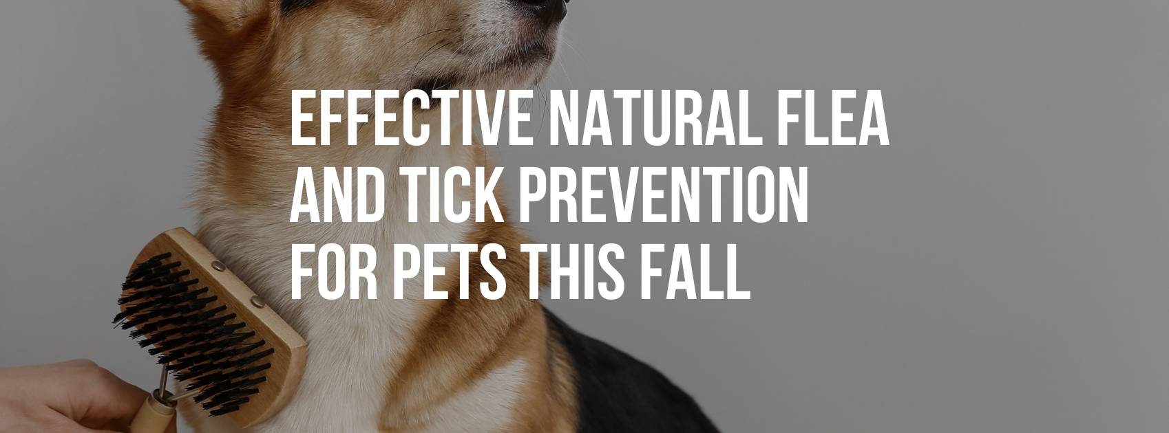 Effective Natural Flea and Tick Prevention for Pets This Fall