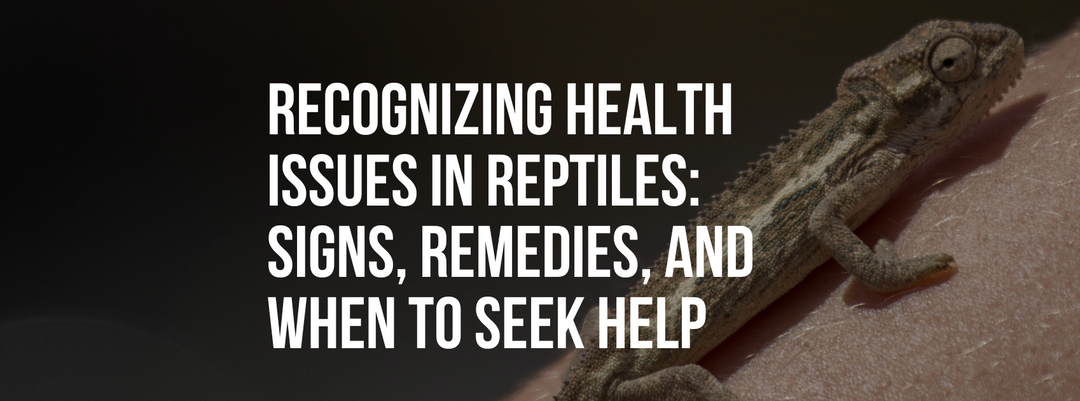Recognizing Health Issues in Reptiles: Signs, Remedies, and When to Seek Help