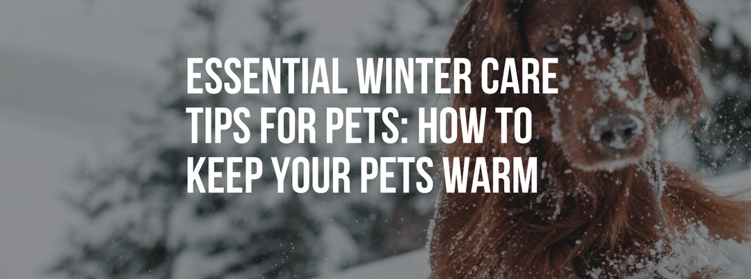 Essential Winter Care Tips for Pets: How to Keep Your Pets Warm and Healthy