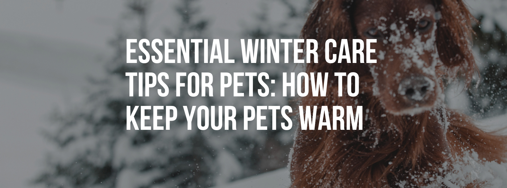 Essential Winter Care Tips for Pets: How to Keep Your Pets Warm and Healthy