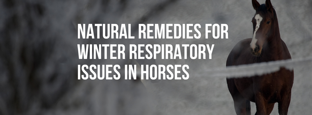 Natural Remedies for Managing Winter Respiratory Issues in Horses