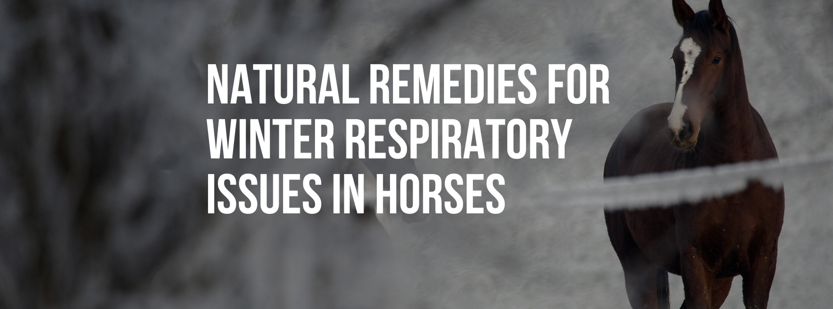 Natural Remedies for Managing Winter Respiratory Issues in Horses