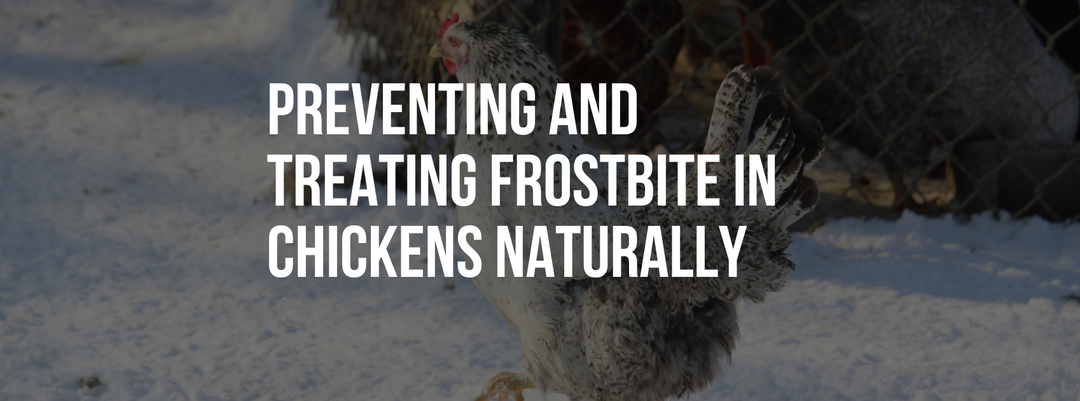 Preventing and Treating Frostbite in Chickens Naturally: Natural Solutions