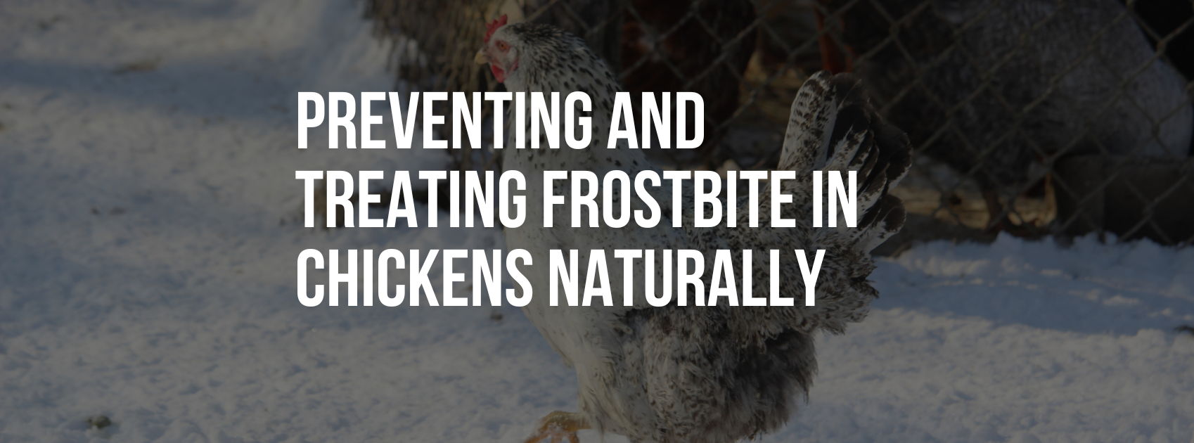 Preventing and Treating Frostbite in Chickens Naturally: Natural Solutions