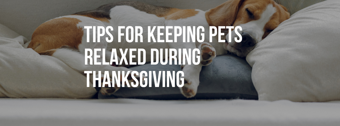 Tips for Keeping Pets Relaxed During Thanksgiving Celebrations