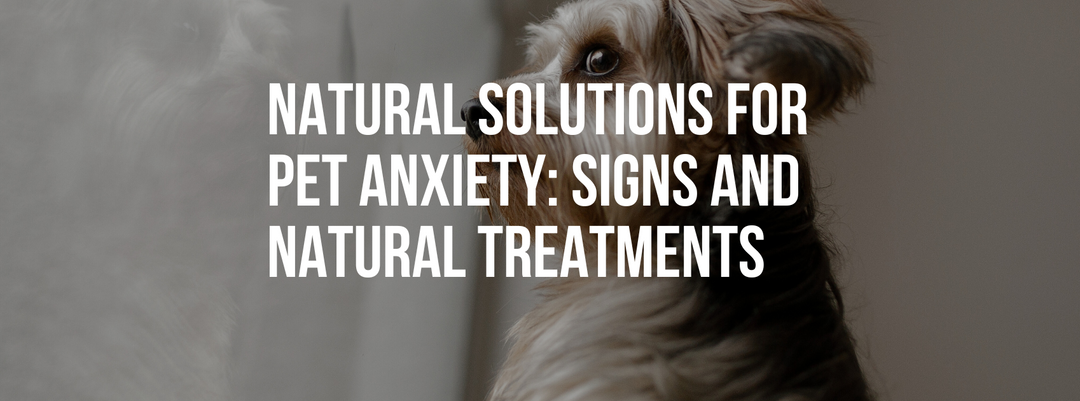 Natural Solutions for Pet Anxiety: Spotting Signs and Natural Treatments