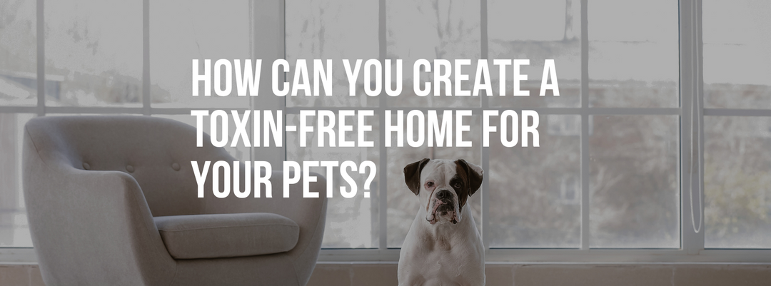 How Can You Create a Toxin-Free Home for Your Pets?