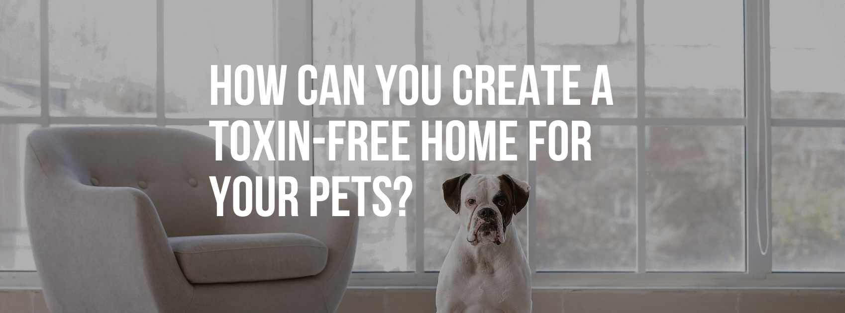 How Can You Create a Toxin-Free Home for Your Pets?