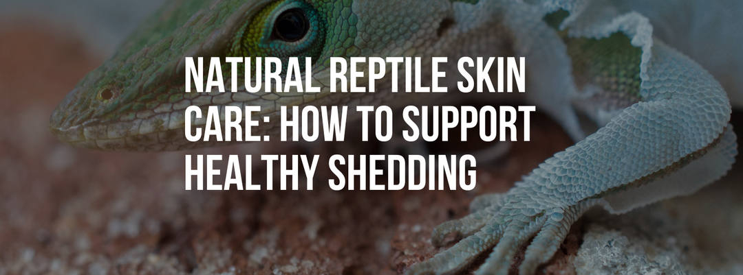 Natural Reptile Skin Care: How to Support Healthy Shedding