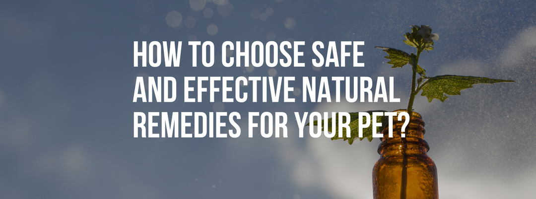 How to Choose Safe and Effective Natural Remedies for Your Pet?