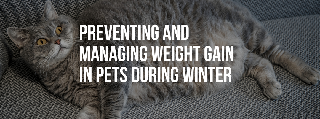 Preventing and Managing Weight Gain in Pets During Winter
