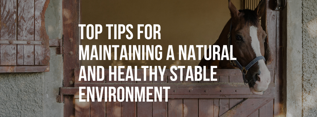Top Tips for Maintaining a Natural and Healthy Stable Environment