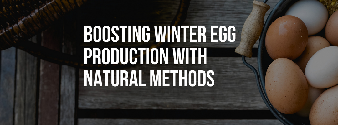 Boosting Winter Egg Production with Natural Methods