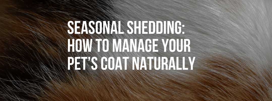 Seasonal Shedding: How to Manage Your Pet’s Coat Naturally