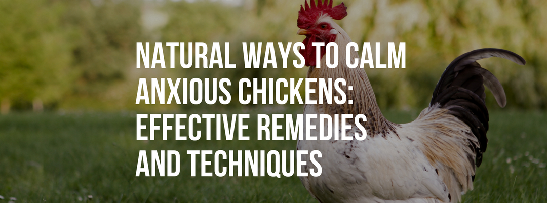 Natural Ways to Calm Anxious Chickens: Effective Remedies and Techniques