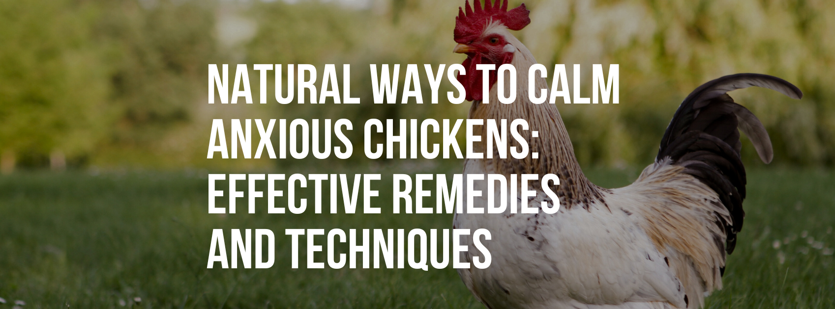 Natural Ways to Calm Anxious Chickens: Effective Remedies and Techniques