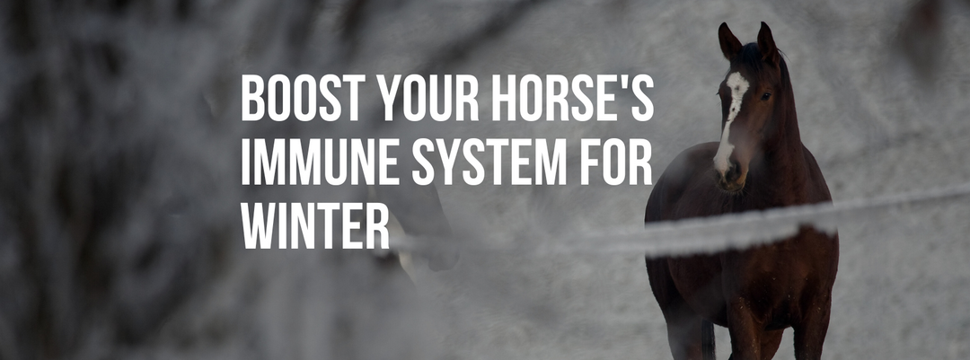 Boost Your Horse's Immune System for Winter: Top Tips for a Healthy Season