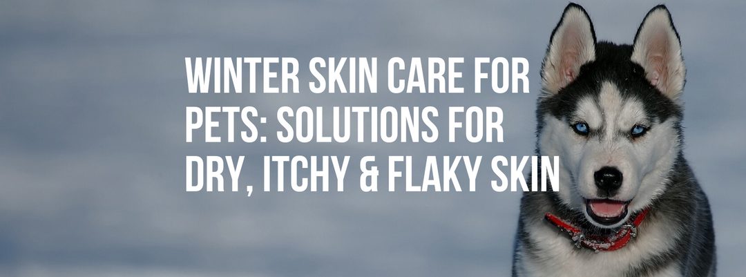 Winter Skin Care for Pets: Solutions for Dry, Itchy, and Flaky Skin