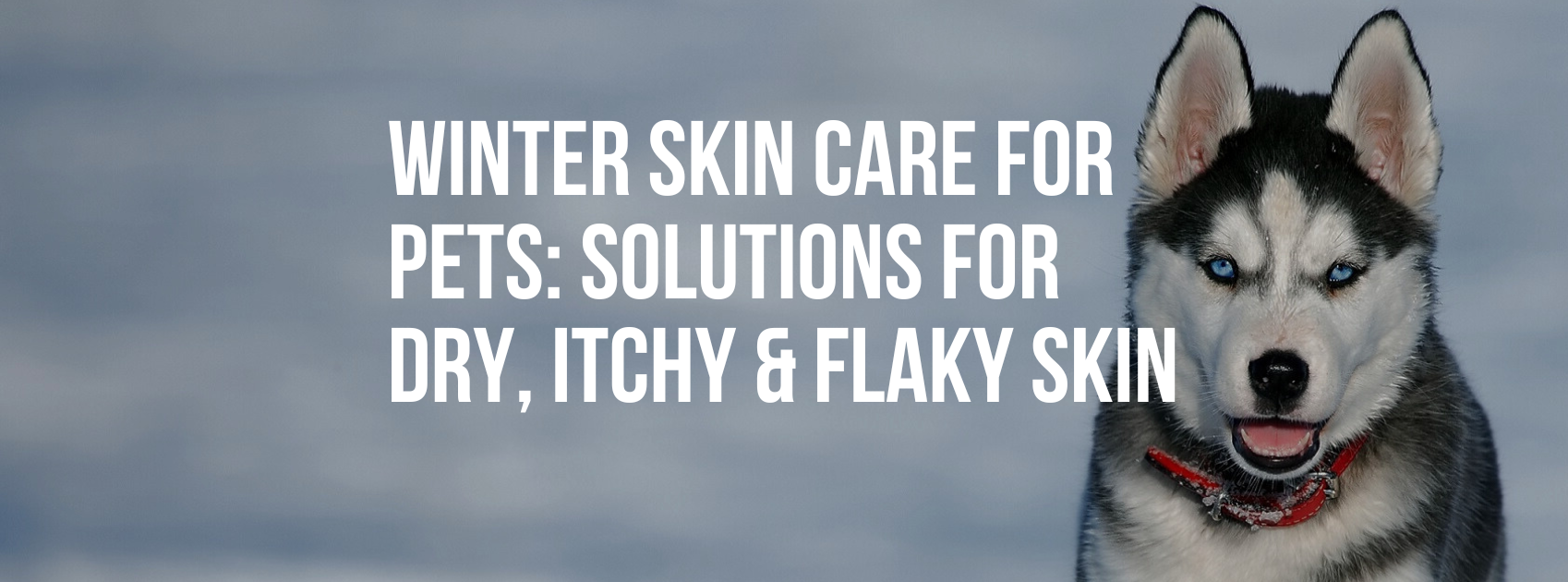 Winter Skin Care for Pets: Solutions for Dry, Itchy, and Flaky Skin